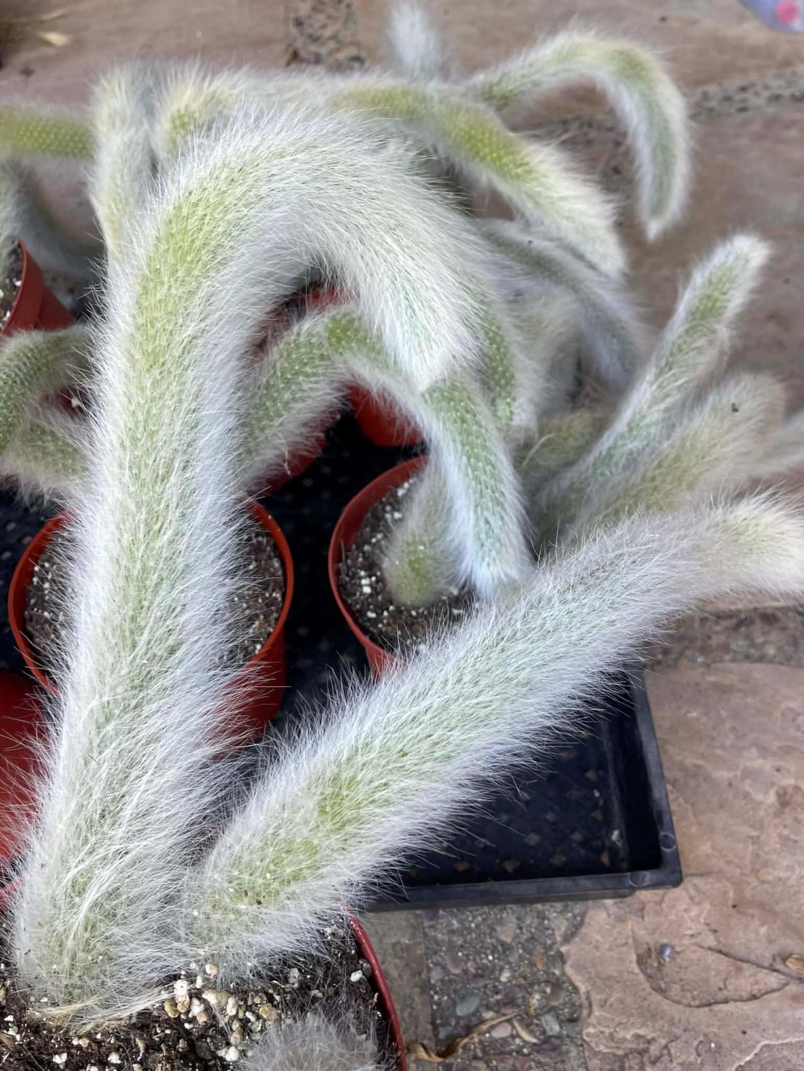 Hairy Monkey Tail Cactus | White Fuzzy Trailing Cactus | Live Succulent Cutting