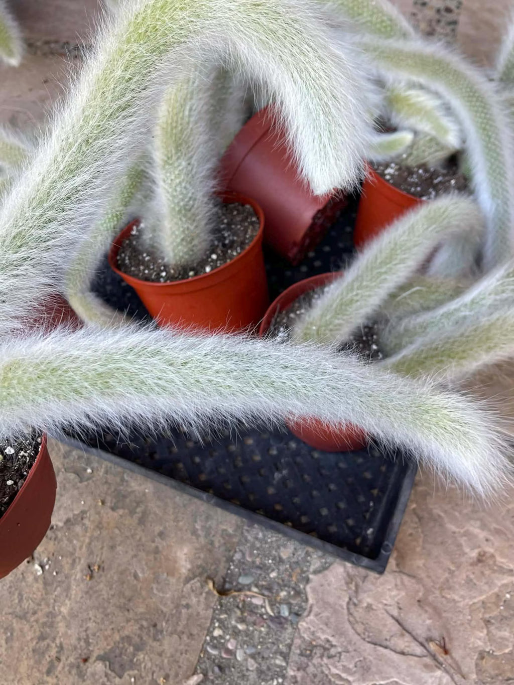 Hairy Monkey Tail Cactus | White Fuzzy Trailing Cactus | Live Succulent Cutting