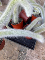 Hairy Monkey Tail Cactus | White Fuzzy Trailing Cactus | Live Succulent Cutting