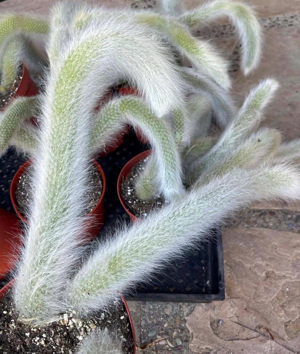 Hairy Monkey Tail Cactus | White Fuzzy Trailing Cactus | Live Succulent Cutting