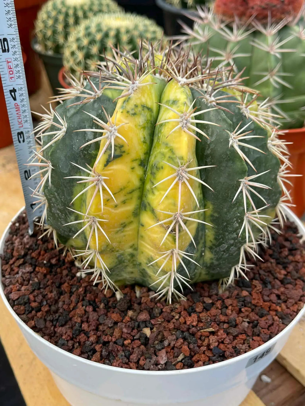 Variegated Melocactus | Live Cactus #149