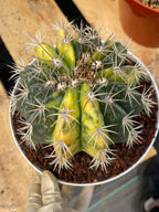 Variegated Melocactus | Live Cactus #149