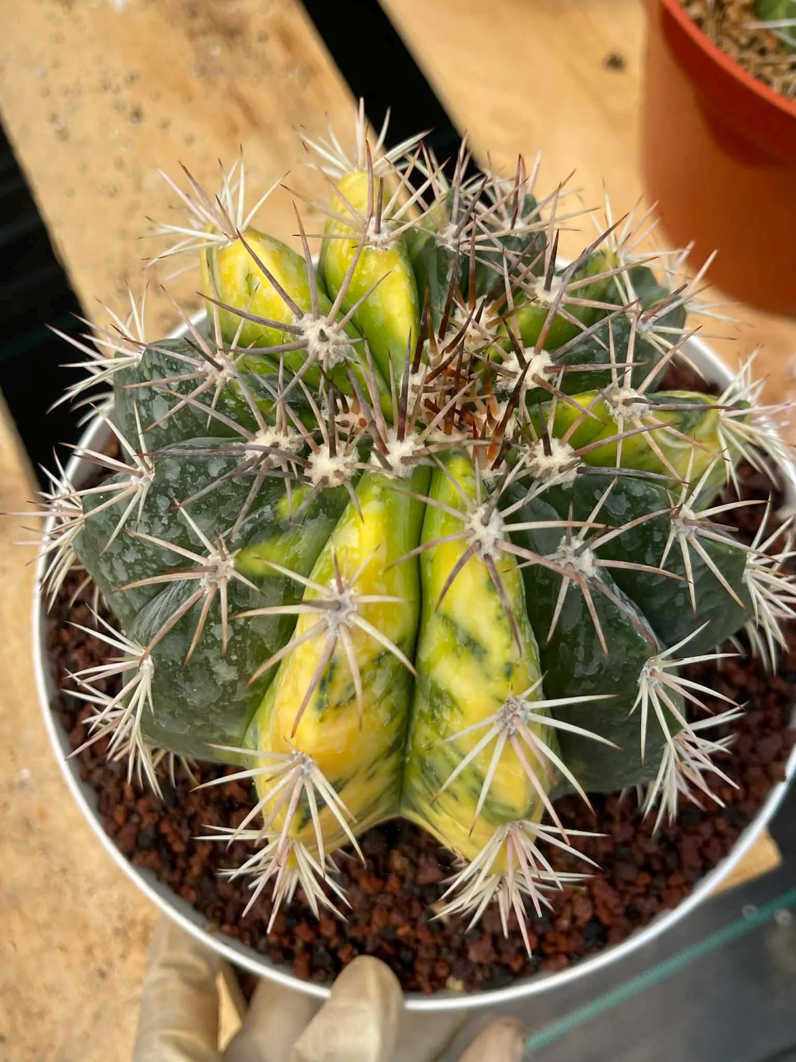 Variegated Melocactus | Live Cactus #149