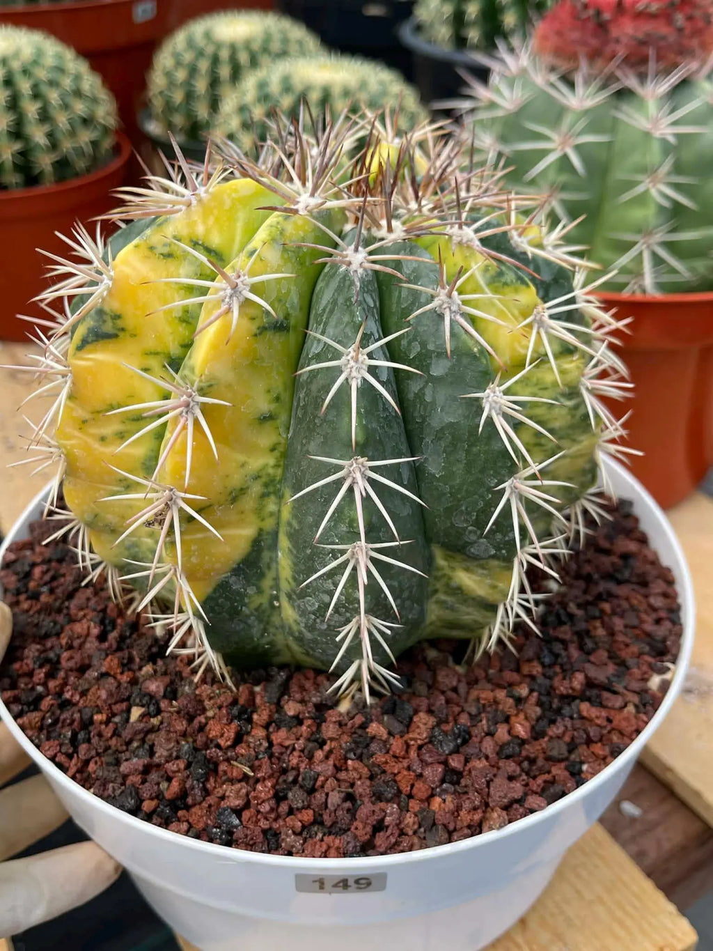 Variegated Melocactus | Live Cactus #149