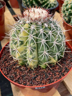 Variegated Melocactus | Rare Live Cactus Plant #417