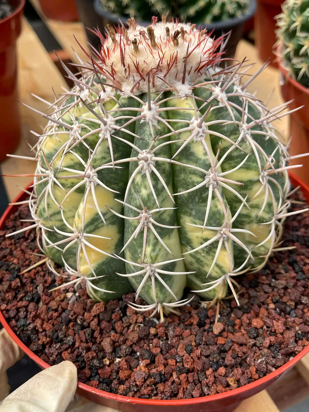 Variegated Melocactus | Rare Live Cactus Plant #417