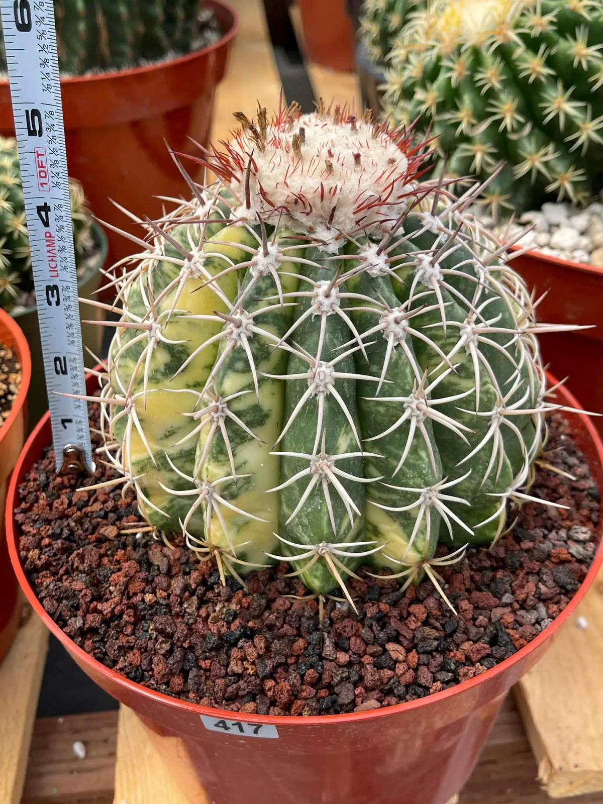 Variegated Melocactus | Rare Live Cactus Plant #417