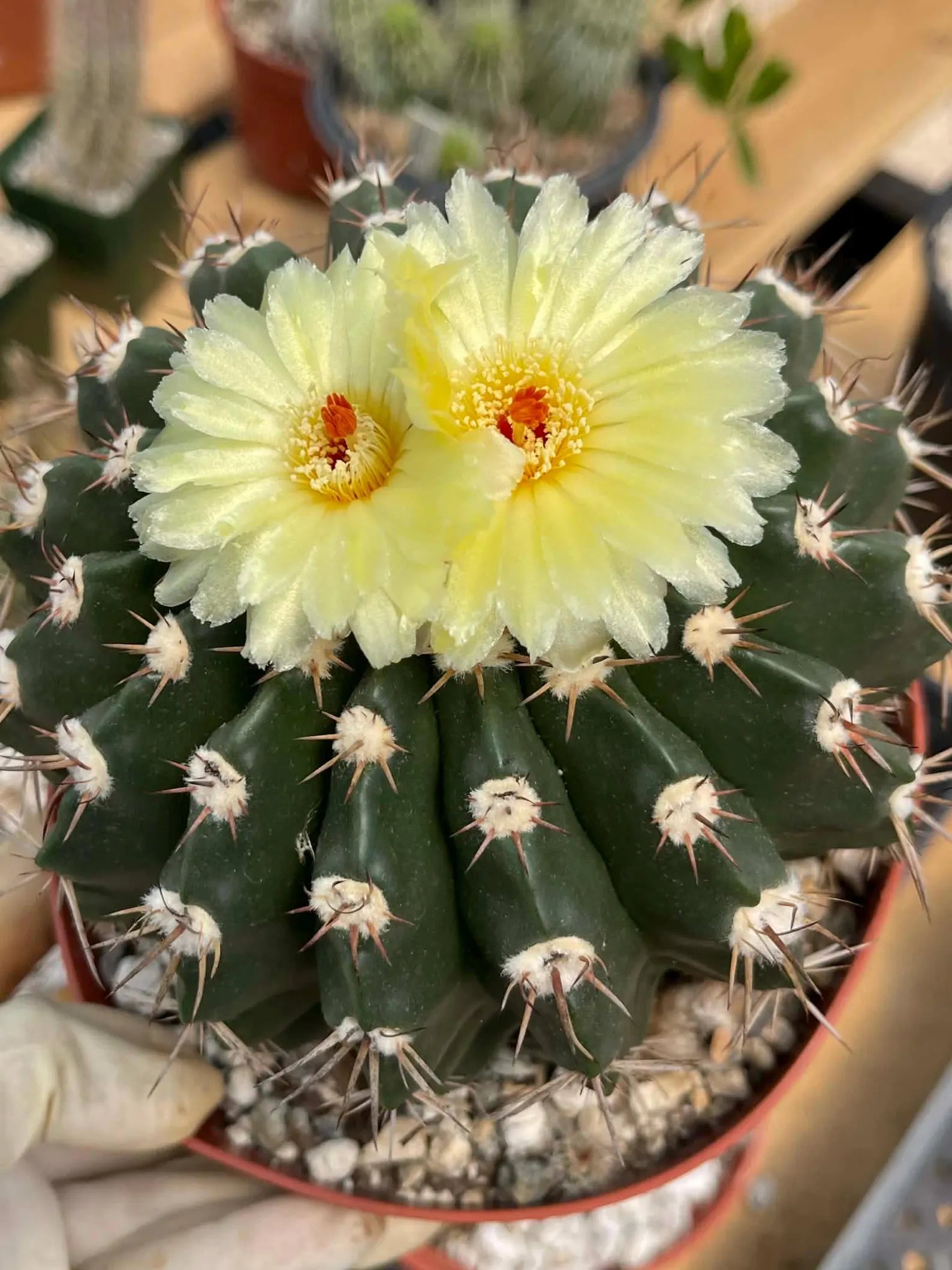 Wigginsia Erinacea Live Cactus | Rare Collector Cactus | Seed Grown Succulent Plant