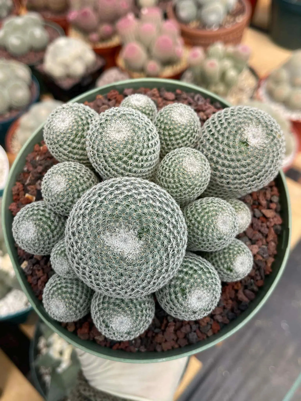 Large Mammillaria Perbella Cluster Rare Live Cactus