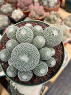 Large Mammillaria Perbella Cluster Rare Live Cactus