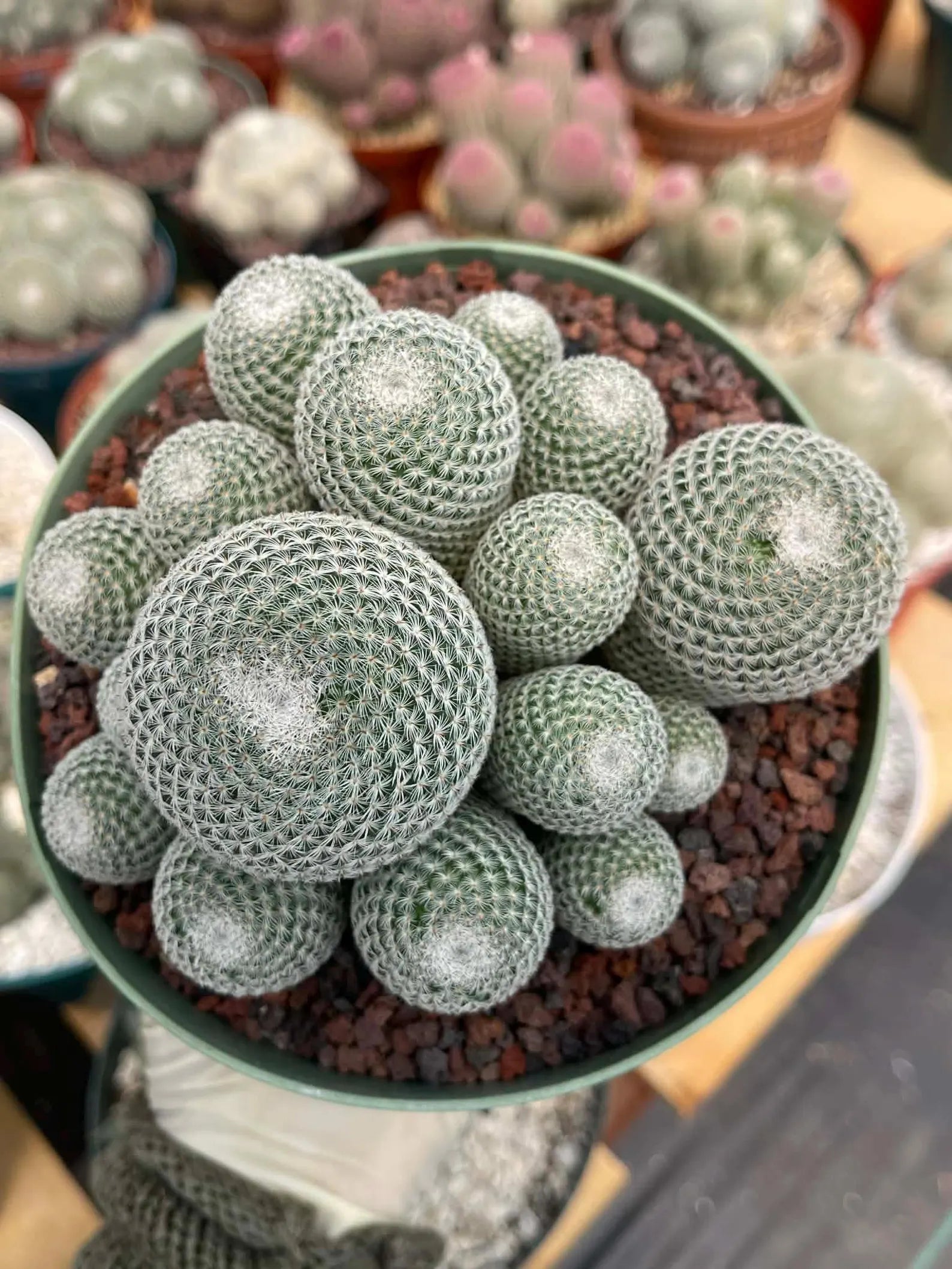 Large Mammillaria Perbella Cluster Rare Live Cactus