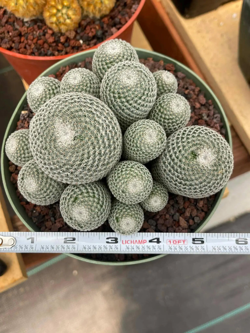Large Mammillaria Perbella Cluster Rare Live Cactus