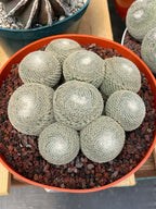 Mammillaria Perbella Cluster | Rare Live Specimen Cactus