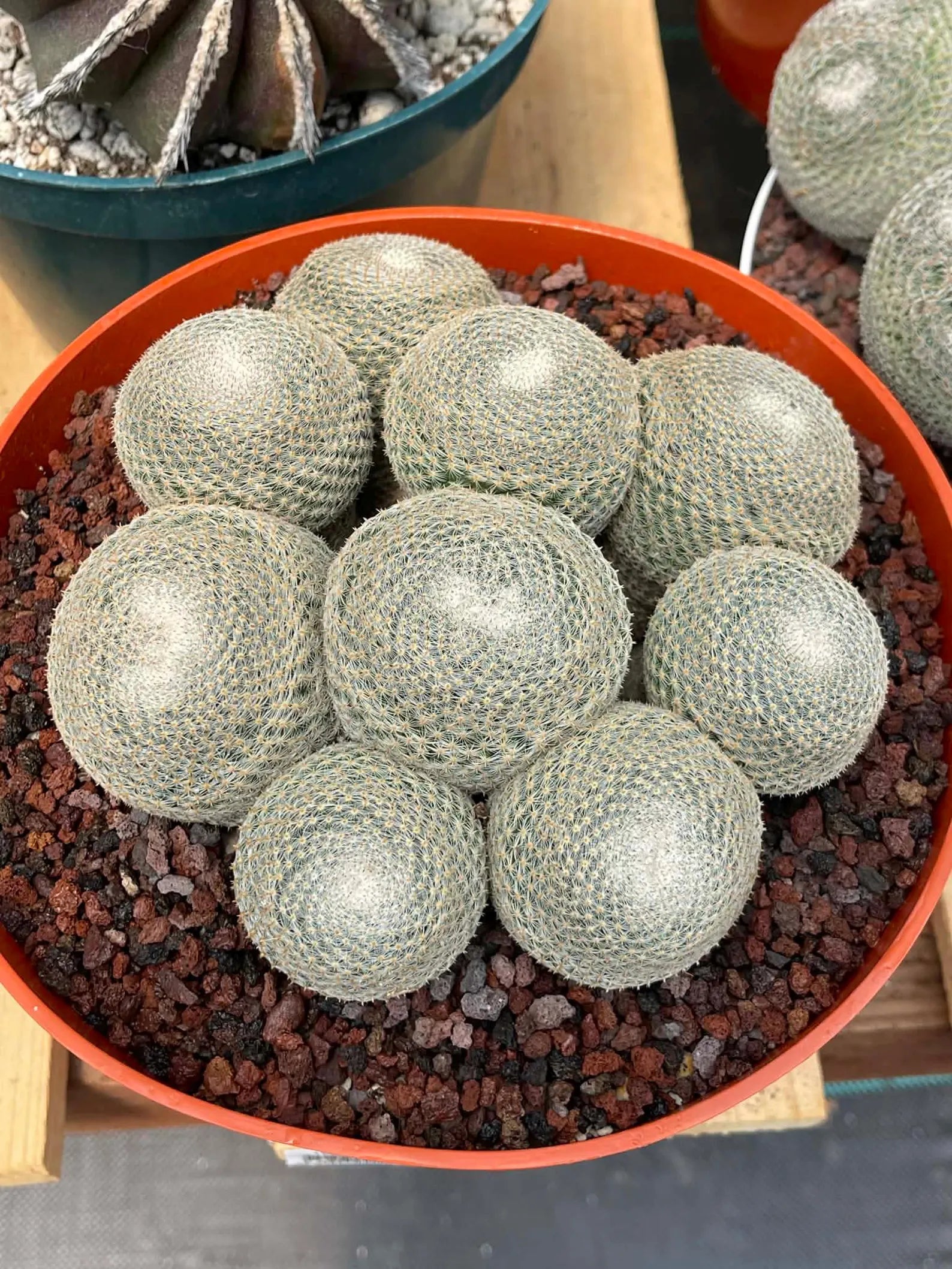 Mammillaria Perbella Cluster | Rare Live Specimen Cactus