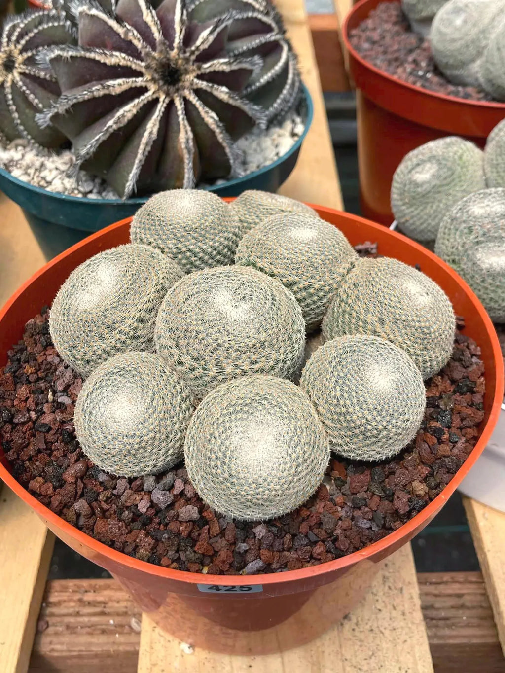 Mammillaria Perbella Cluster | Rare Live Specimen Cactus