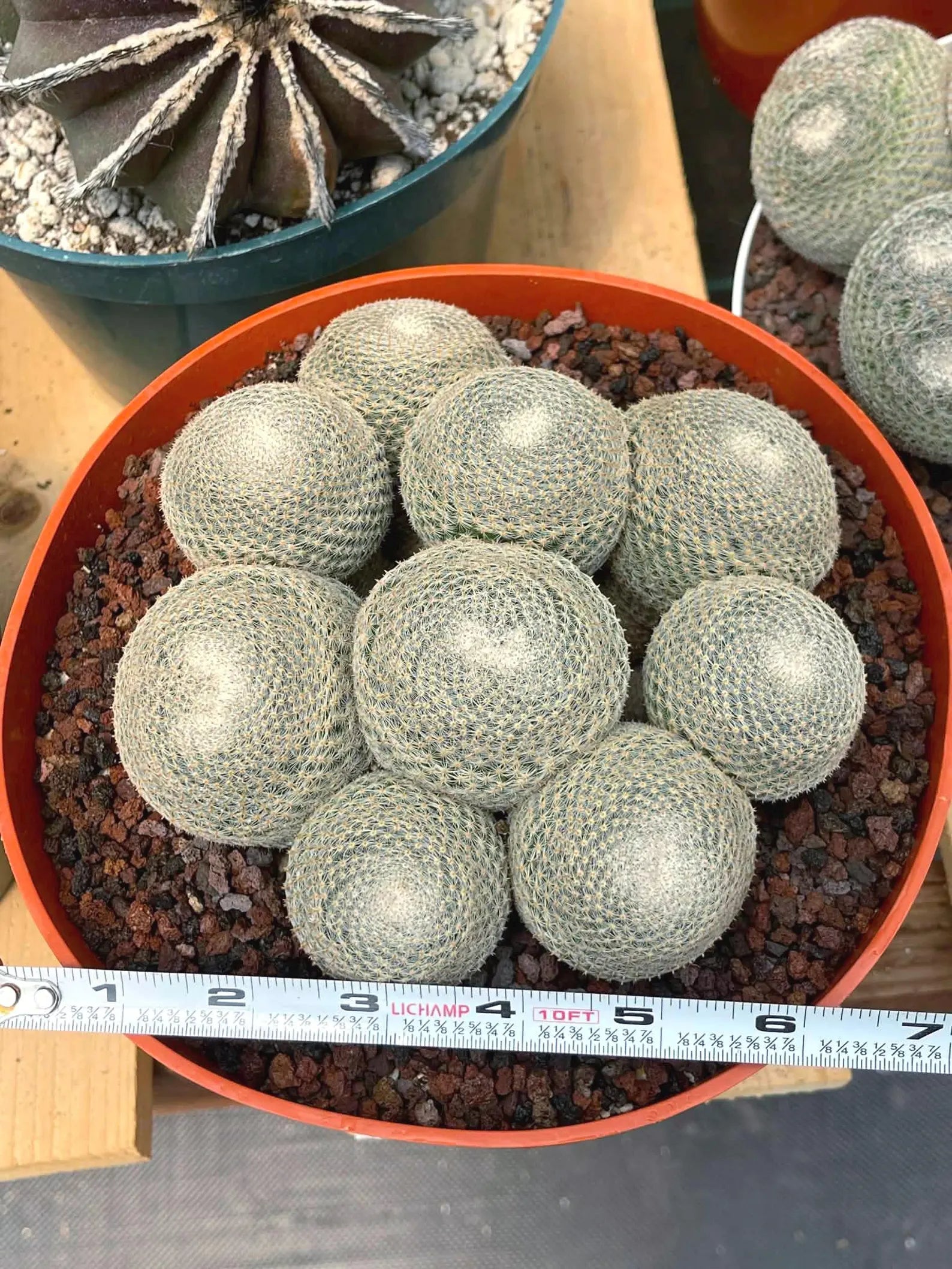 Mammillaria Perbella Cluster | Rare Live Specimen Cactus
