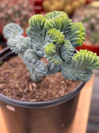 Crested Blue Myrtle Cactus | Rare Live Collector Cactus #573
