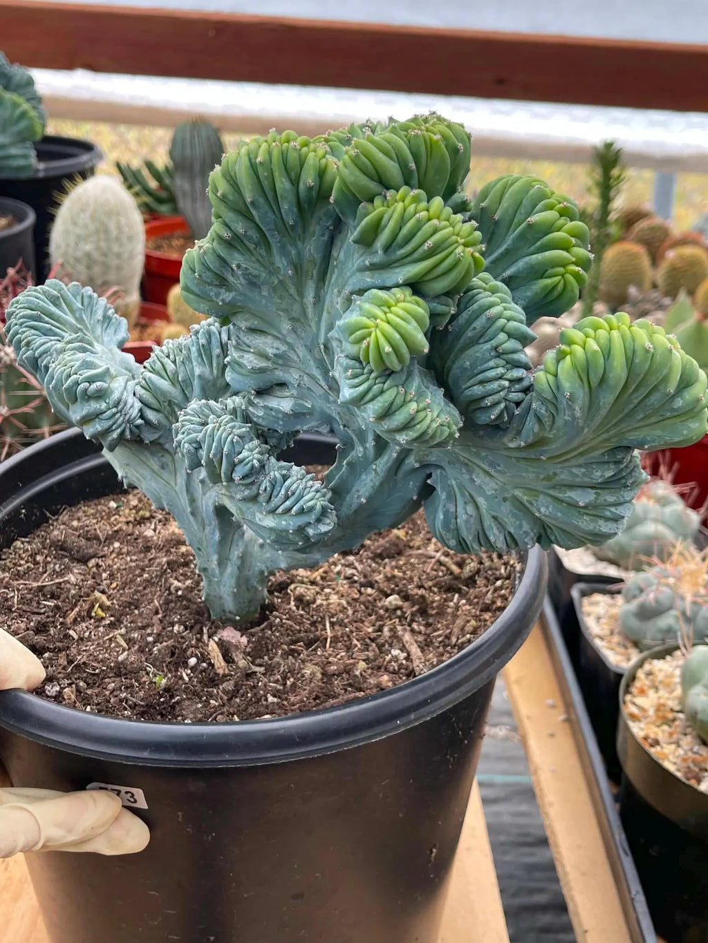 Crested Blue Myrtle Cactus | Rare Live Collector Cactus #573