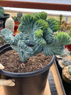 Crested Blue Myrtle Cactus | Rare Live Collector Cactus #573
