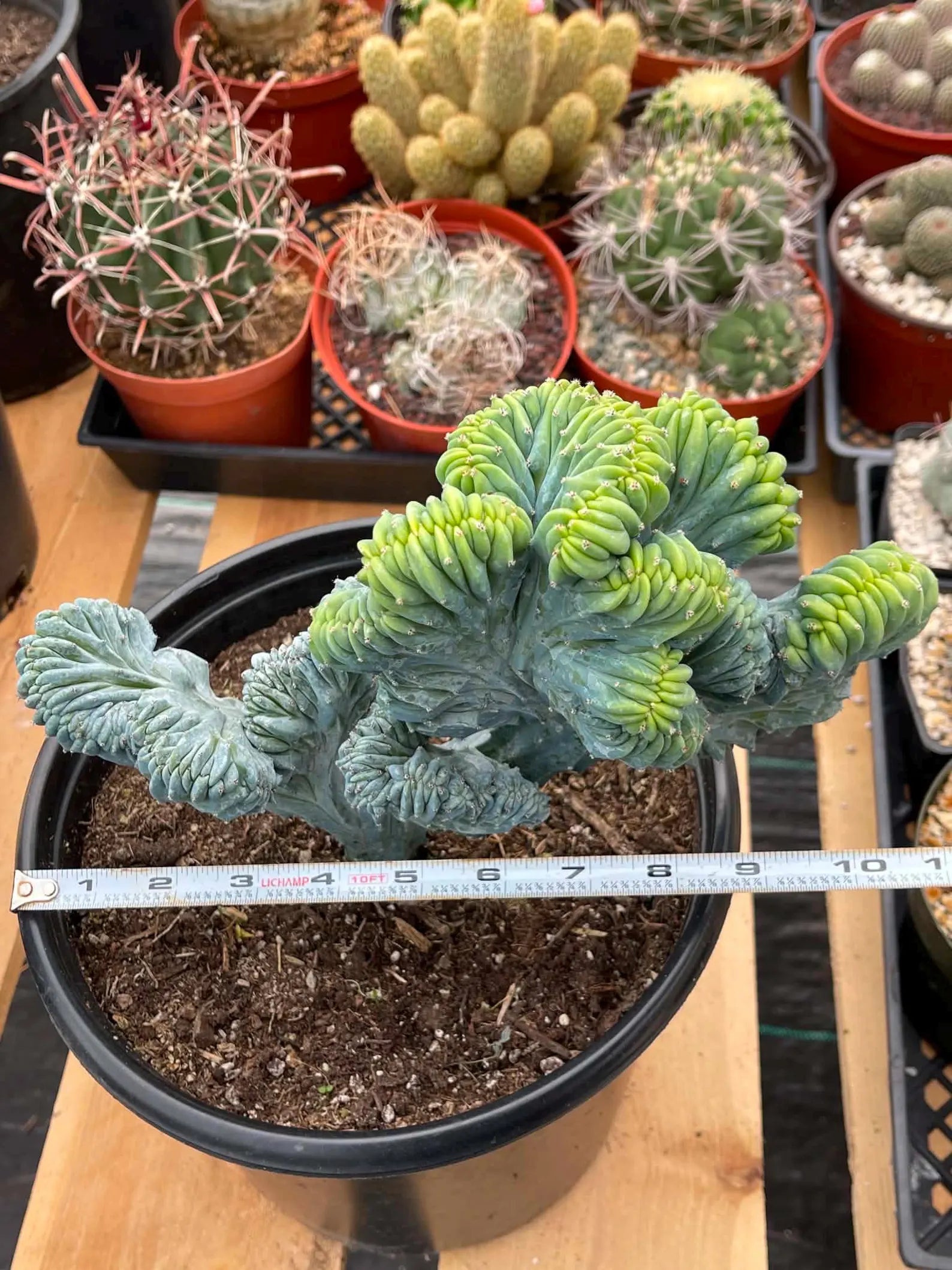 Crested Blue Myrtle Cactus | Rare Live Collector Cactus #573