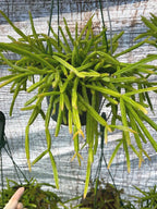 Rhipsalis Micrantha | Rare Hanging Basket Succulent | Live Plant