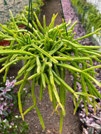Rhipsalis Micrantha | Rare Hanging Basket Succulent | Live Plant