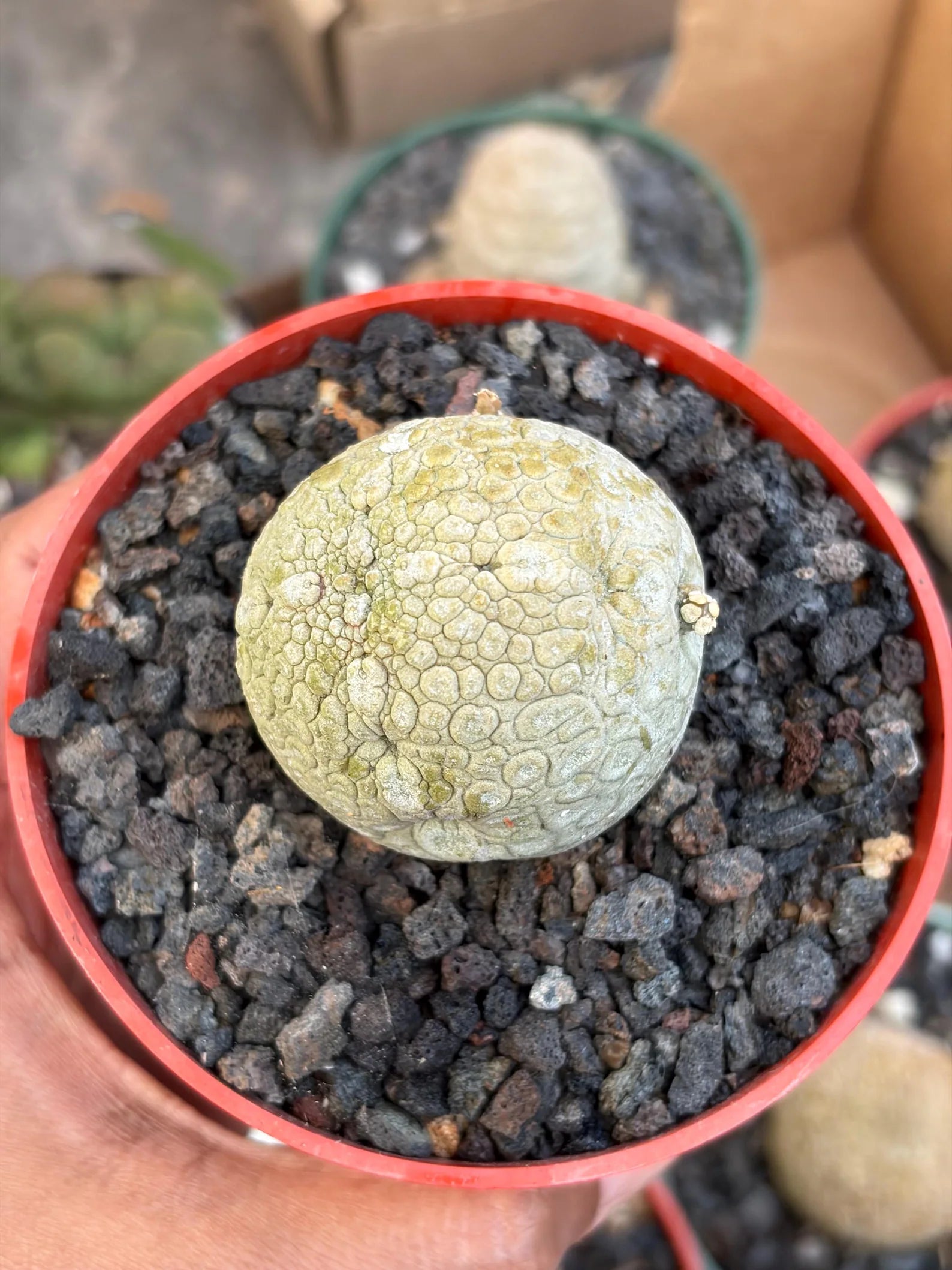 Pseudolithos Migiurtinus with Pups #587 | Rare Live Succulent | Exact Plant