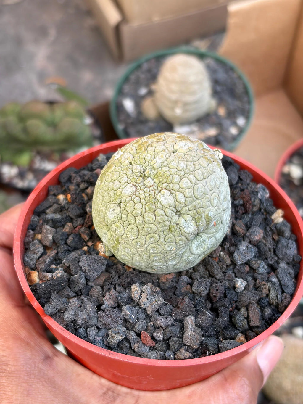 Pseudolithos Migiurtinus with Pups #587 | Rare Live Succulent | Exact Plant