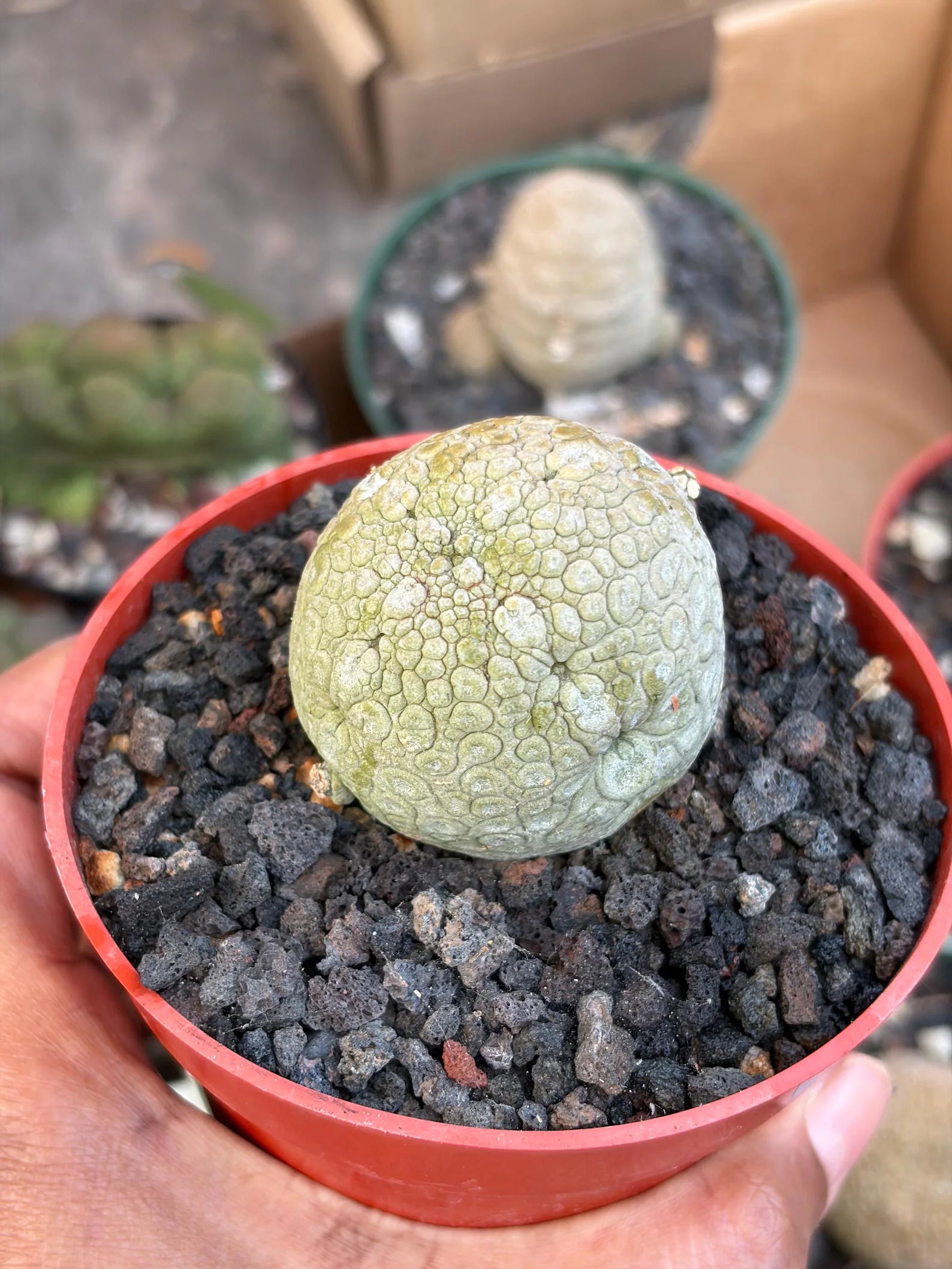 Pseudolithos Migiurtinus with Pups #587 | Rare Live Succulent | Exact Plant