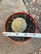 Pseudolithos Migiurtinus with Pups #587 | Rare Live Succulent | Exact Plant