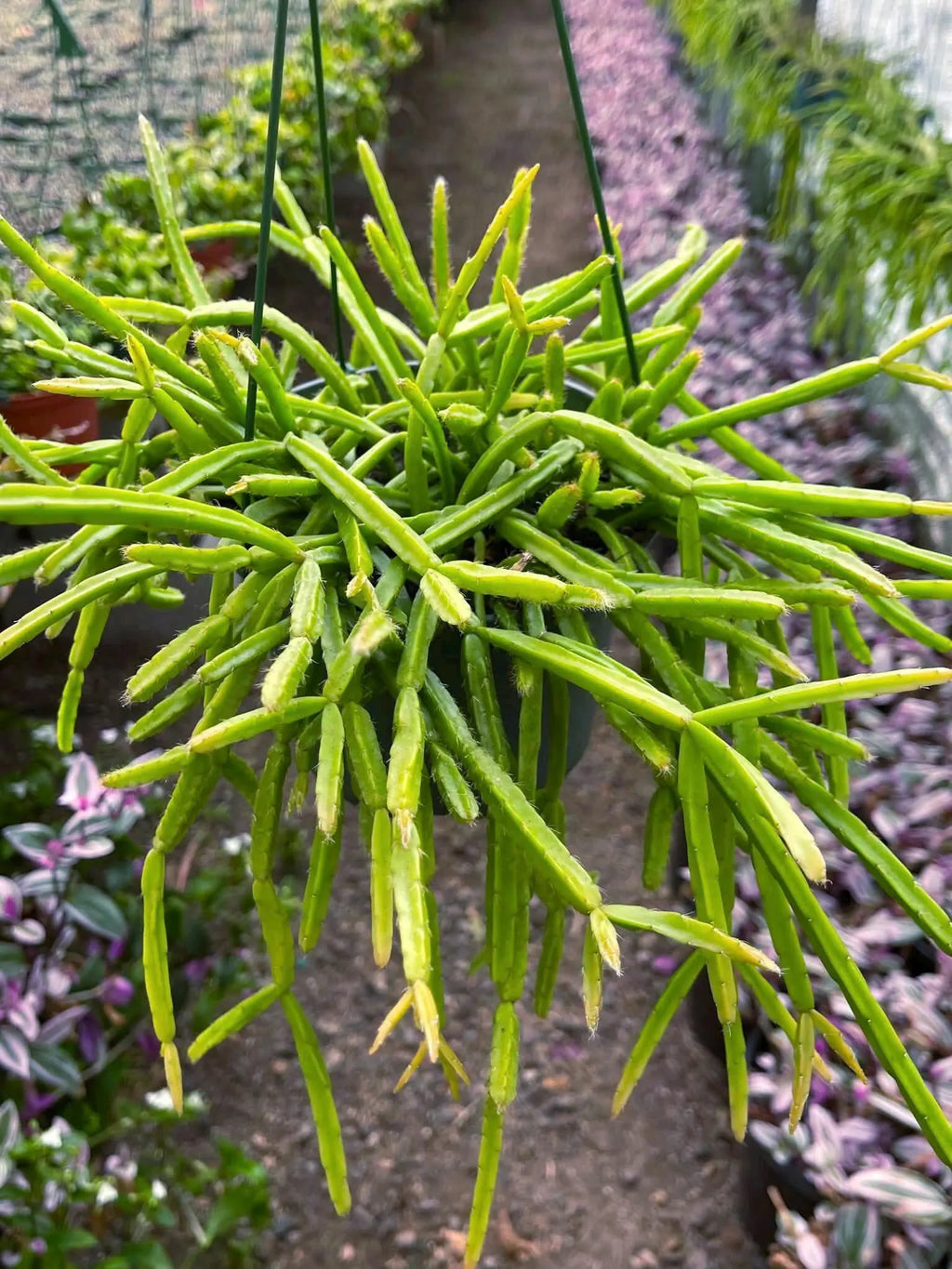 Rhipsalis Micrantha | Rare Hanging Basket Succulent | Live Plant
