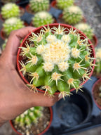4” Echinocactus Grusonii Short Spine | Rare Golden Barrel Cactus Plant