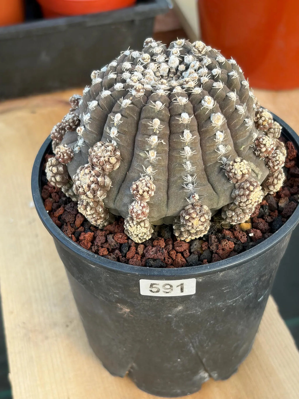 Gymnocalycium Ragonesei UFO Form Cluster Rare Live Cactus – Seed Grown Exact Plant #591