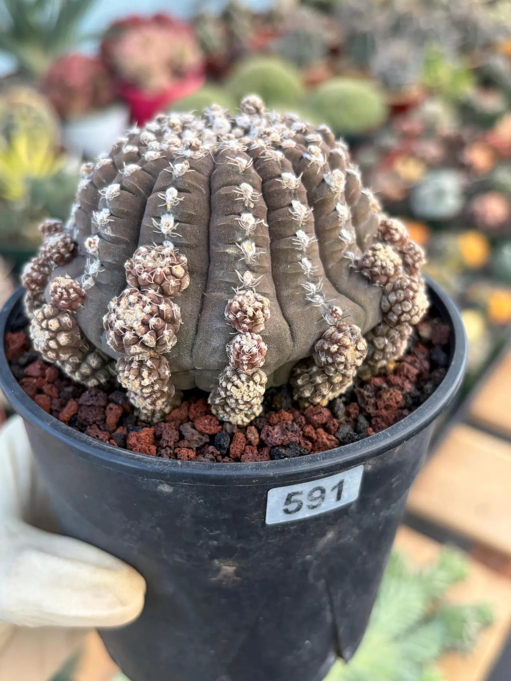 Gymnocalycium Ragonesei UFO Form Cluster Rare Live Cactus – Seed Grown Exact Plant #591