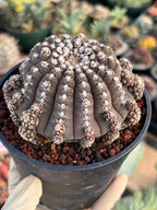 Gymnocalycium Ragonesei UFO Form Cluster Rare Live Cactus – Seed Grown Exact Plant #591
