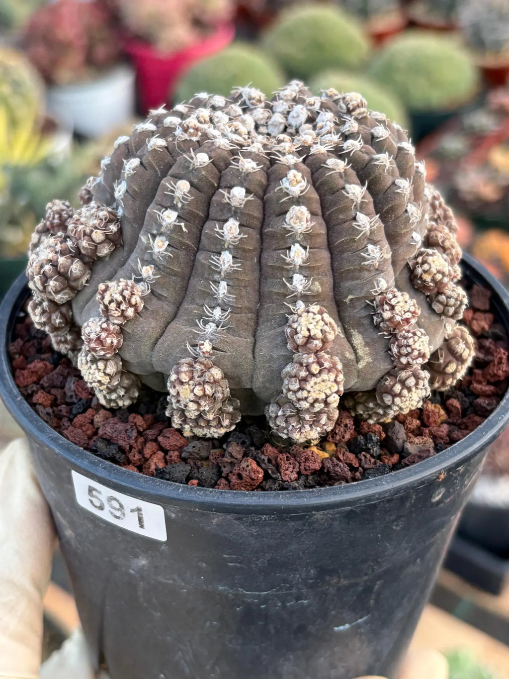 Gymnocalycium Ragonesei UFO Form Cluster Rare Live Cactus – Seed Grown Exact Plant #591