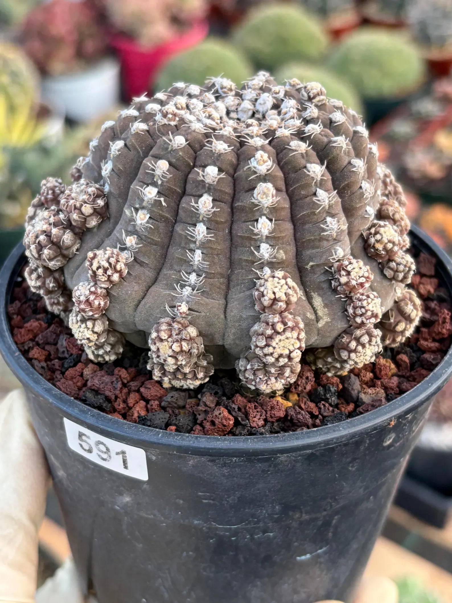 Gymnocalycium Ragonesei UFO Form Cluster Rare Live Cactus – Seed Grown Exact Plant #591