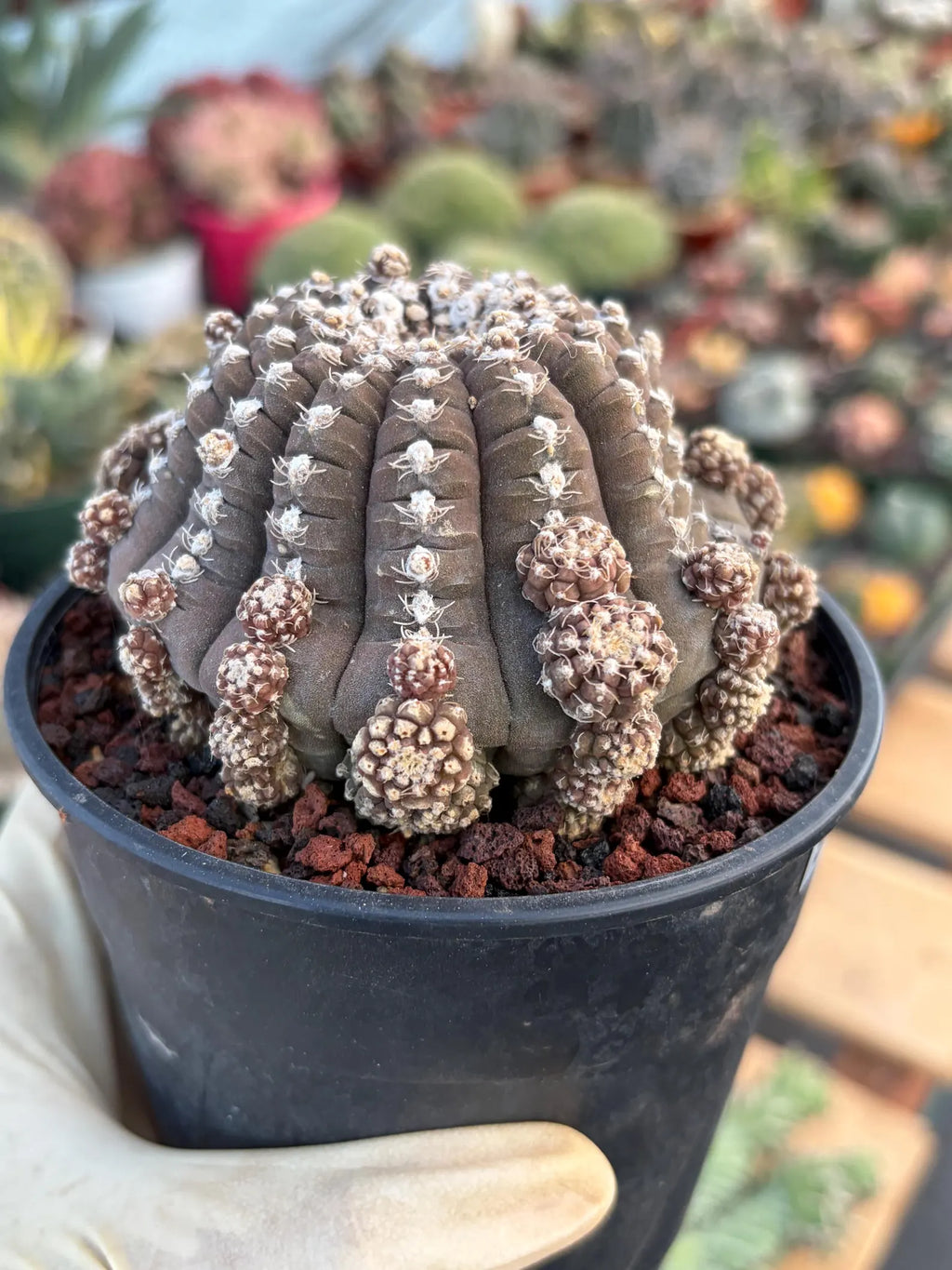 Gymnocalycium Ragonesei UFO Form Cluster Rare Live Cactus – Seed Grown Exact Plant #591