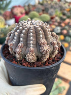 Gymnocalycium Ragonesei UFO Form Cluster Rare Live Cactus – Seed Grown Exact Plant #591