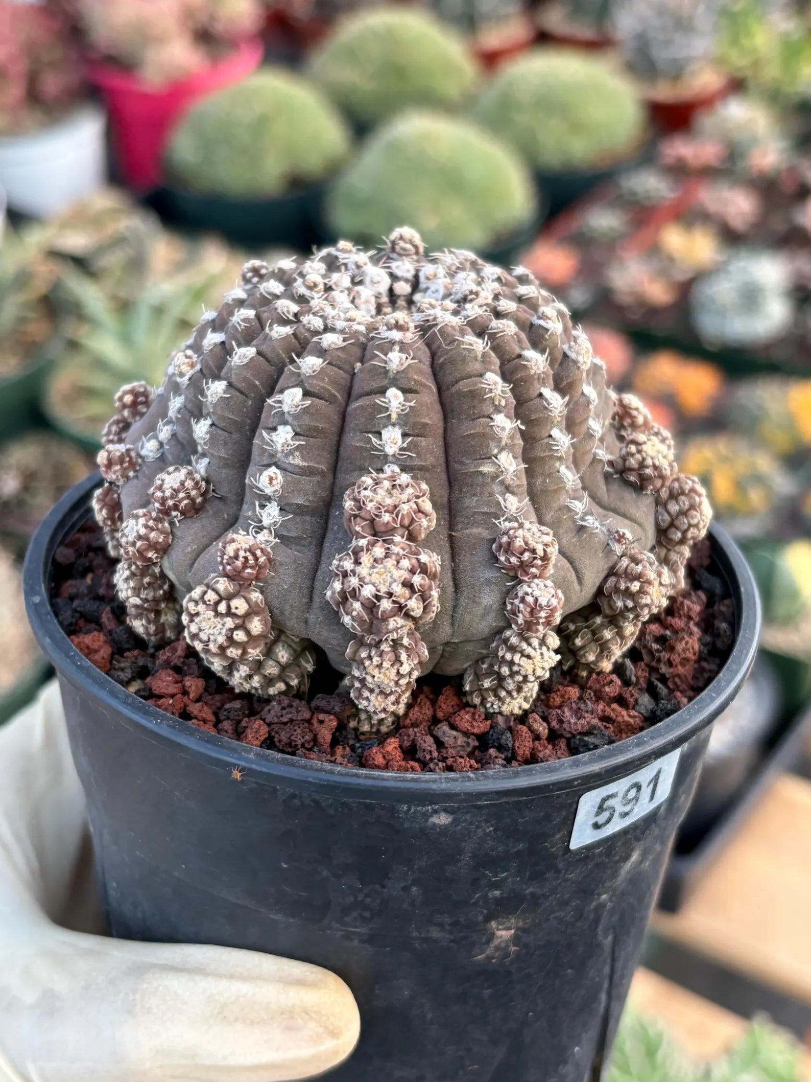 Gymnocalycium Ragonesei UFO Form Cluster Rare Live Cactus – Seed Grown Exact Plant #591