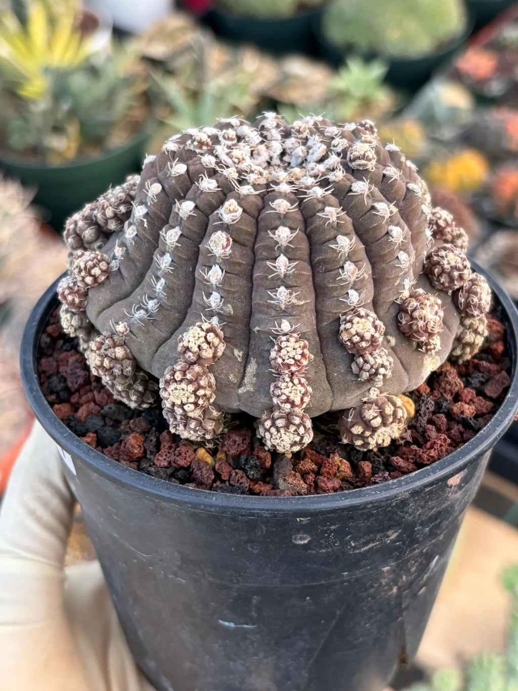 Gymnocalycium Ragonesei UFO Form Cluster Rare Live Cactus – Seed Grown Exact Plant #591