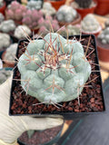 Thelocactus Hexaedrophorus #437 | Rare Blue Live Cactus | Seed Grown Collector Cactus | Exact Plant | 4" Pot Reference