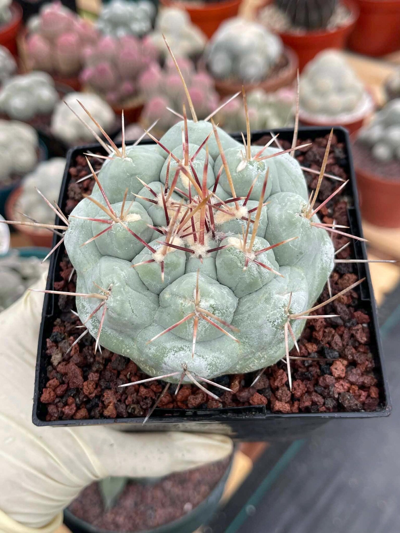 Thelocactus Hexaedrophorus #437 | Rare Blue Live Cactus | Seed Grown Collector Cactus | Exact Plant | 4" Pot Reference