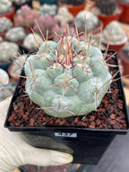 Thelocactus Hexaedrophorus #437 | Rare Blue Live Cactus | Seed Grown Collector Cactus | Exact Plant | 4" Pot Reference