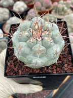 Thelocactus Hexaedrophorus #437 | Rare Blue Live Cactus | Seed Grown Collector Cactus | Exact Plant | 4" Pot Reference