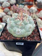 Thelocactus Hexaedrophorus #437 | Rare Blue Live Cactus | Seed Grown Collector Cactus | Exact Plant | 4" Pot Reference
