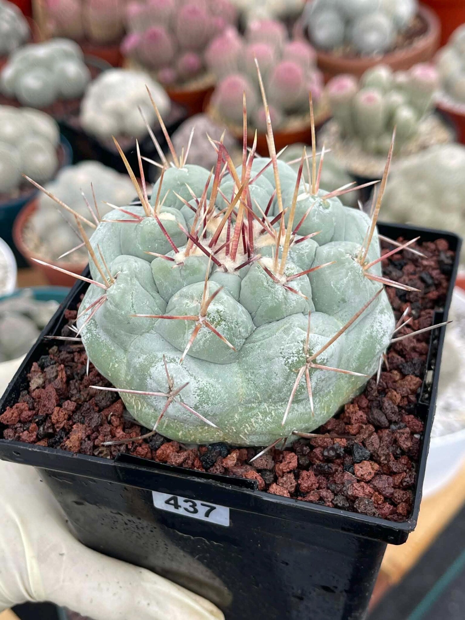 Thelocactus Hexaedrophorus #437 | Rare Blue Live Cactus | Seed Grown Collector Cactus | Exact Plant | 4" Pot Reference