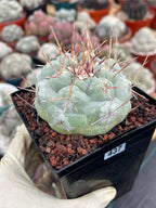 Thelocactus Hexaedrophorus #437 | Rare Blue Live Cactus | Seed Grown Collector Cactus | Exact Plant | 4" Pot Reference