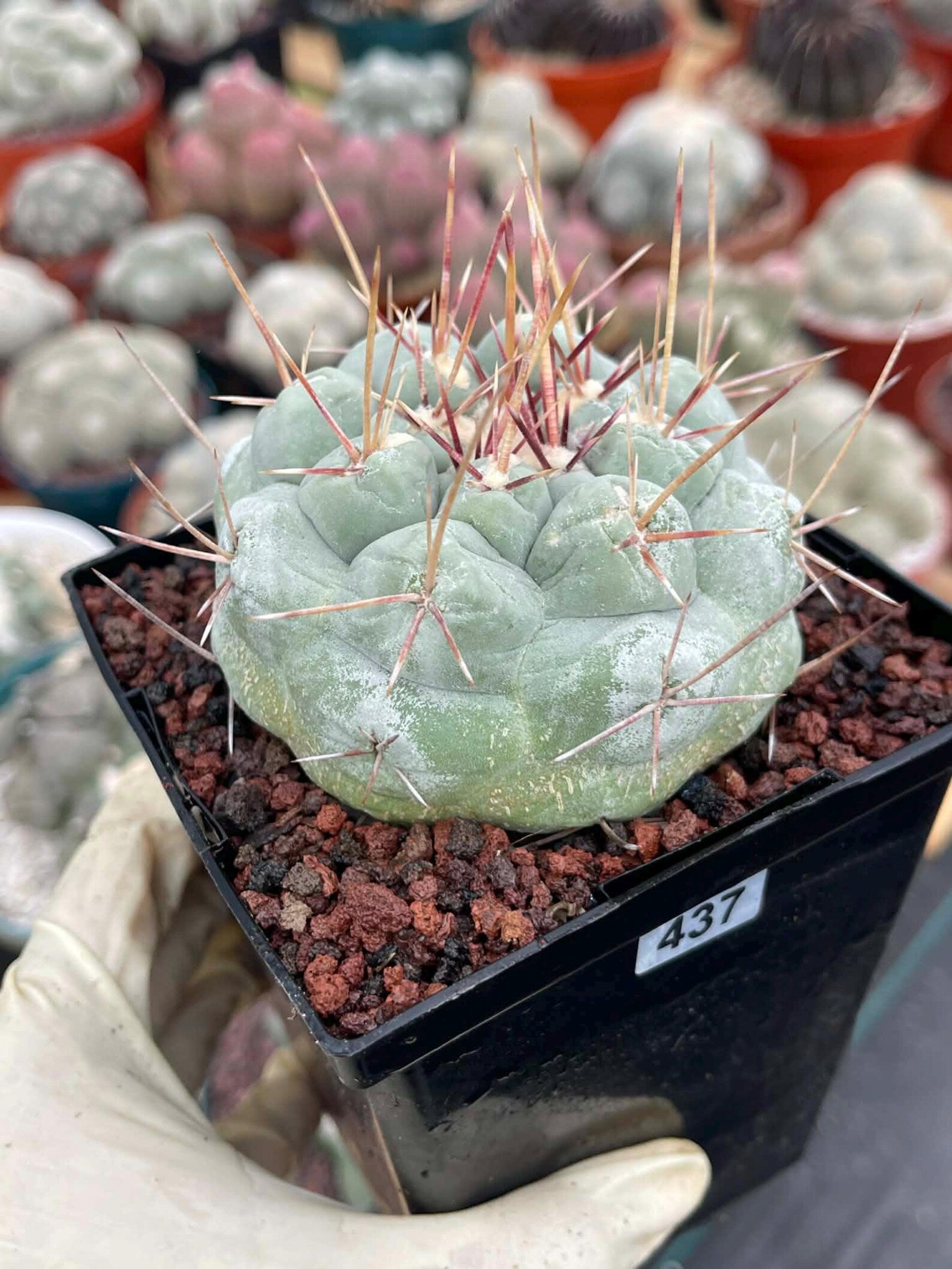 Thelocactus Hexaedrophorus #437 | Rare Blue Live Cactus | Seed Grown Collector Cactus | Exact Plant | 4" Pot Reference