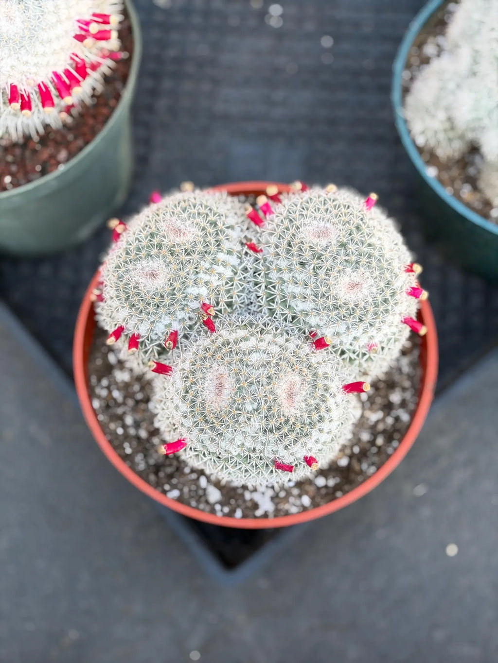 Mammillaria Owl Eye Cluster | Rare Live Cactus Specimen #612